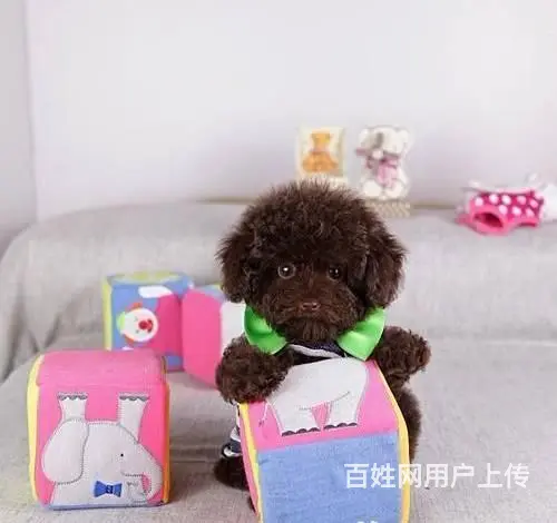 纯种泰迪犬 微小体茶杯泰迪犬价格 泰迪犬舍 - 图片 2
