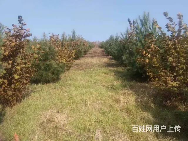 口前附近10垧土地林地出售 - 图片 4