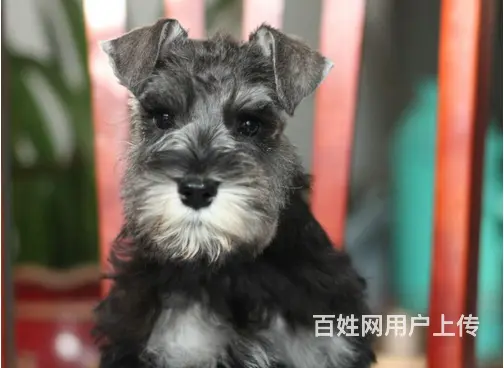 宿迁卖雪纳瑞的狗场，小雪纳瑞多少钱一只 - 图片 3