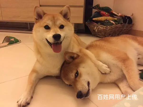 柴犬纯种日系柴犬幼犬多少钱一只 赛级柴犬 黑色柴犬 - 图片 8