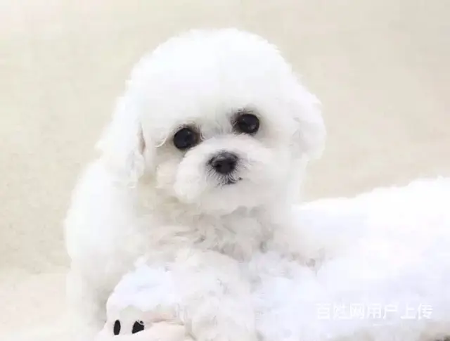 辽阳上哪可以看到比熊犬舍，比熊犬舍地址位置 - 图片 8