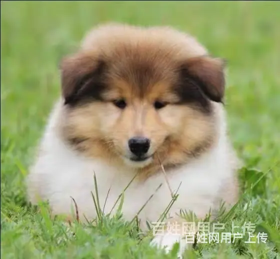 【货到付款犬舍】临汾喜乐蒂多少钱 喜乐蒂好养吗图 - 图片 2