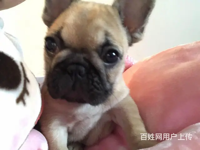 辽阳血统法斗哪里有卖，血统法斗一般多少钱 - 图片 11