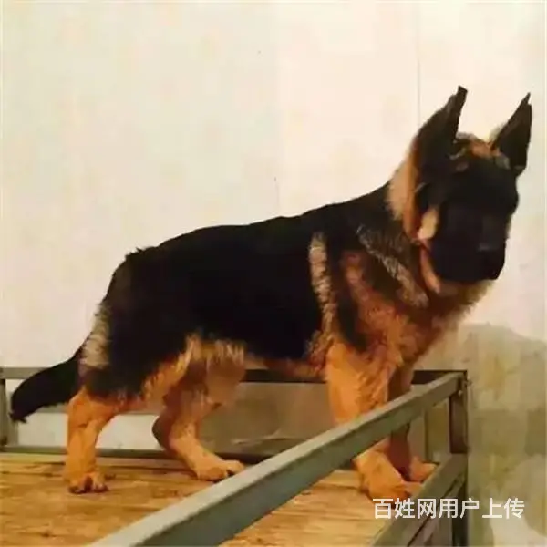 双血统德系纯种德牧出售 品相好大骨量 可上门挑选 - 图片 1