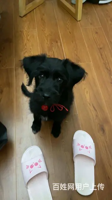 【搞定了！】免费领养娜娜酱黑泰迪串串三个月会握手会坐下会憋尿 - 图片