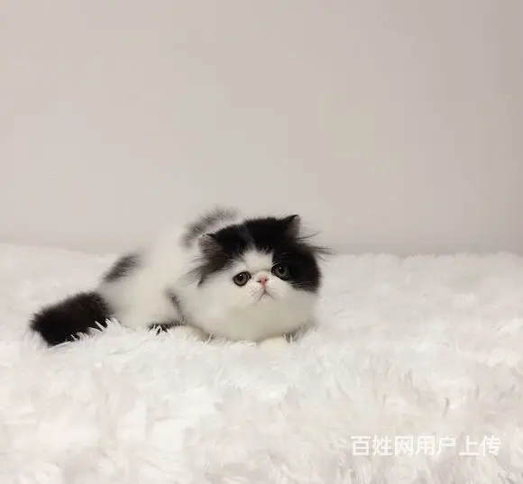 哪里有纯白棉花糖系列波斯猫卖的 波斯猫多少钱 - 图片 3