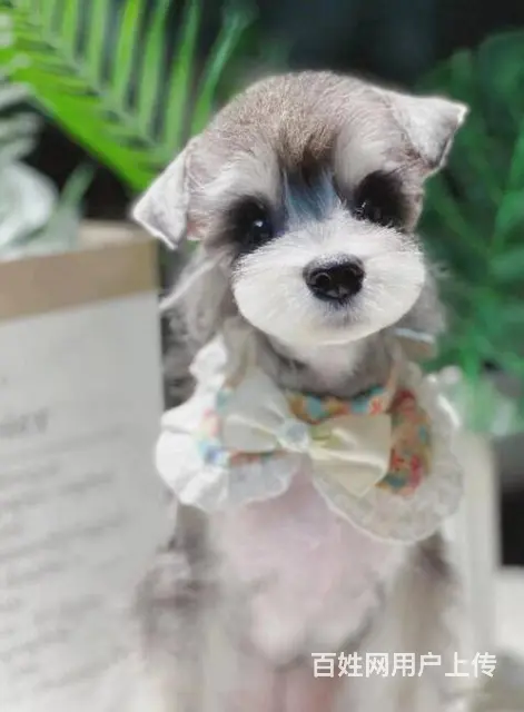 纯种雪纳瑞幼犬小狗 可爱椒盐雪纳瑞 身体健康找新家 - 图片 2