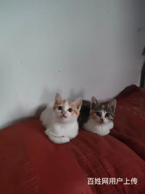 小猫 - 图片 6