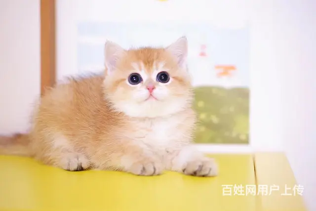 本地出售纯种金渐层 蓝金 双血统包子脸 包纯种健康 - 图片 1
