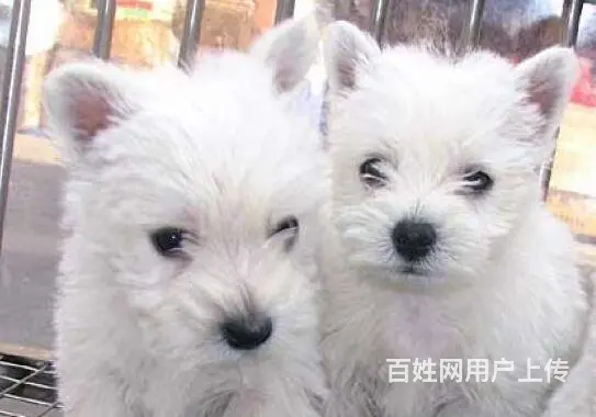 巢湖纯种西高地犬舍，西高地多少钱一只 - 图片 8