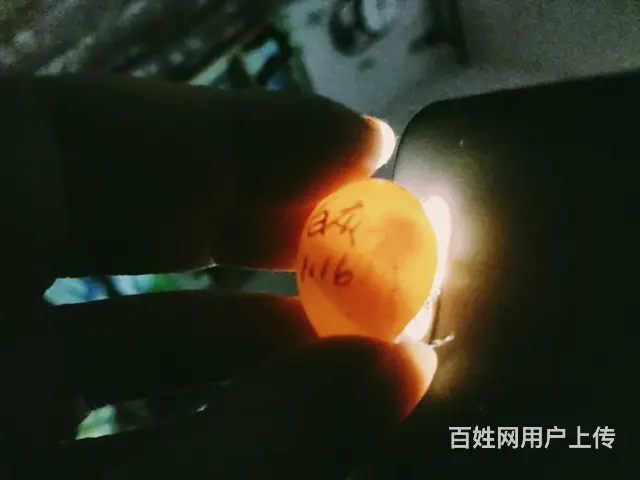 芦丁鸡和种蛋出售 - 图片 10