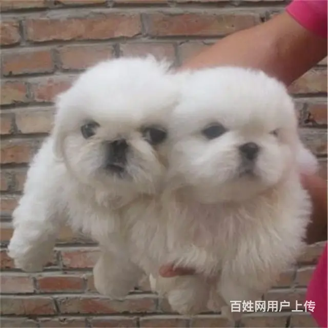 淮南【十年老店】常年繁殖优质血统京巴幼犬 - 图片 9