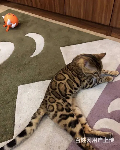 德阳孟加拉豹猫 疫苗齐全 温顺黏人 保证健康 - 图片 5