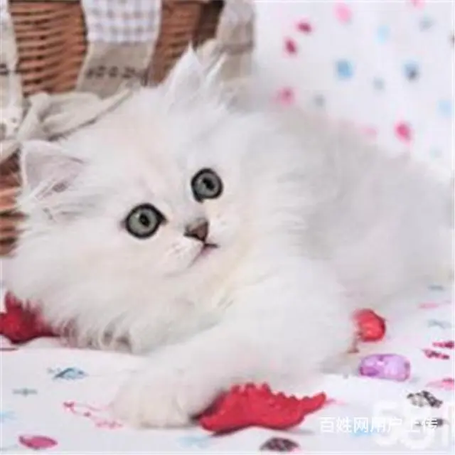 贵州黔南双血统金吉拉猫舍直销 - 图片 6