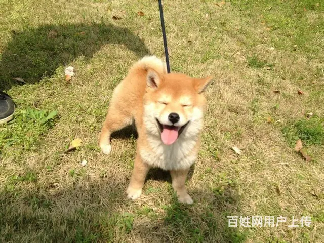 哪里有卖柴犬柴犬价格柴犬图片 纯种柴犬怎么喂养 - 图片 5
