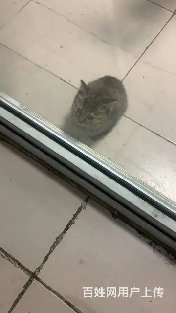 【搞定了！】徐州领养小猫 - 图片 2