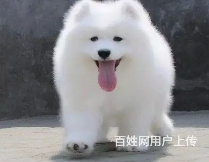 萨摩犬舍 萨摩犬业 萨摩犬 萨摩犬专业养殖基地 萨 - 图片 5