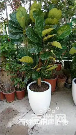 厦门园林绿化、厂区绿化设计施工、庭院绿化、花卉盆景 - 图片 11