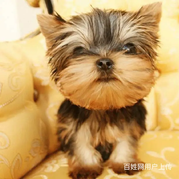 纯种极品约克夏幼犬 疫苗驱虫齐全 包成活 - 图片 1