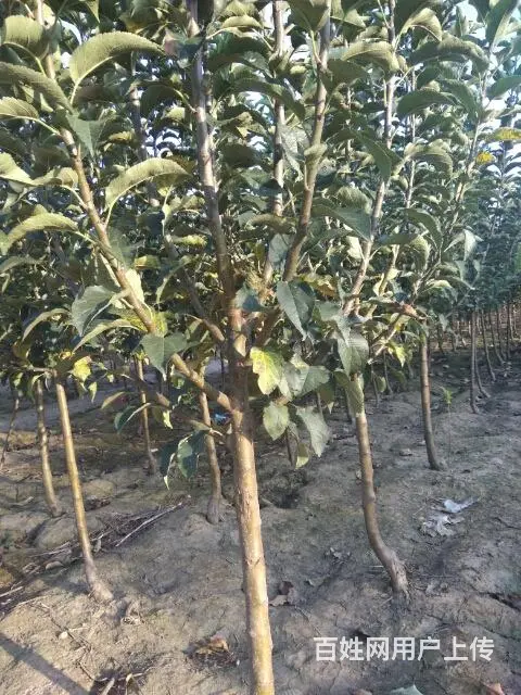 大量占地桃苗，苹果苗，梨苗。杏苗，核桃苗 - 图片 8