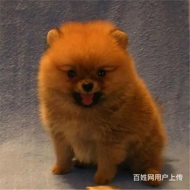 文昌买博美一般在哪里买比较真|纯博美价位 - 图片 11