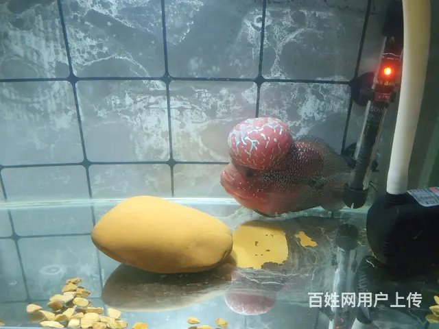 男商人真诚寻严妻征婚 - 图片