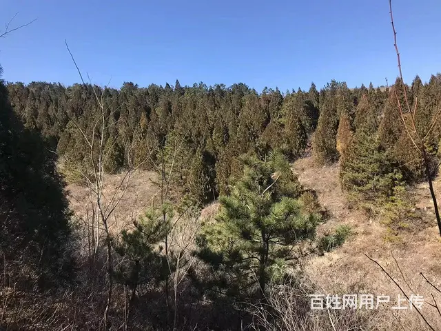 山林出售出租 - 图片 4
