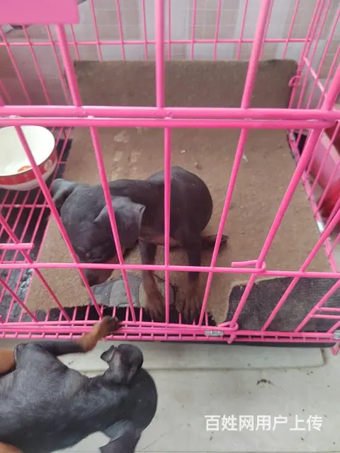 出售小体鹿犬 - 图片 1