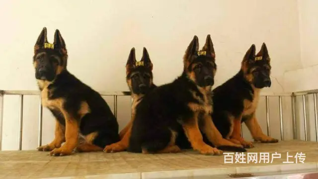 纯种德牧犬 锤系德牧 大骨架德牧犬 保健康 签协议 - 图片 10