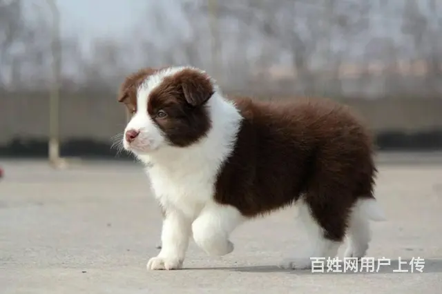 哪里有边境牧羊犬 边牧多少钱一只 纯种边牧多少钱 - 图片 7