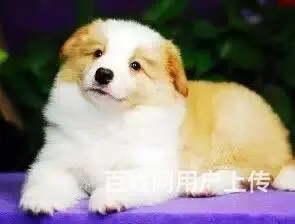 宿迁哪里有卖边牧犬，边牧市场价格 - 图片 4