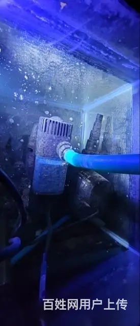 1.5米鱼缸带1条台湾蝴蝶鲤 - 图片 3