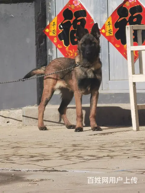 纯种马犬 - 图片 2