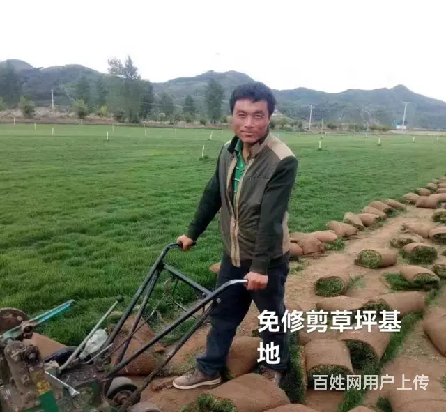 抚顺顺城优良的树苗询问报价 - 图片 2