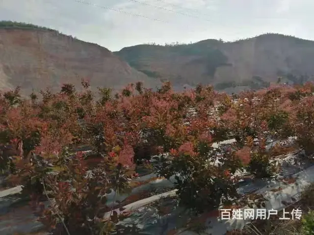 云南昆明美旗基地批发康乃馨尤加利满天星直发全国 - 图片 6