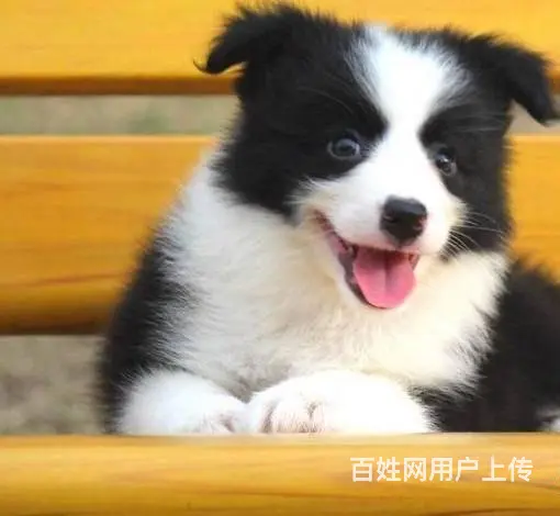 广州纯种边境牧羊犬价格 狗舍直销 包纯种健康签协议 - 图片 9