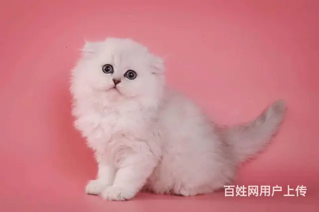 家养 【布偶宝宝】】 自家繁殖 - 图片 2