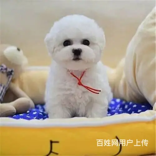 纯种比熊 小体比熊 带证书芯片出售中 - 图片 1