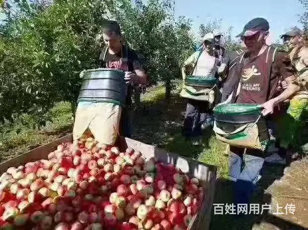 长期招聘新加坡劳务人员，一个星期出境，费用低，保签 - 图片 6