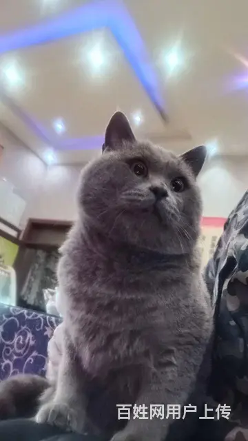 英国蓝猫 - 图片 2