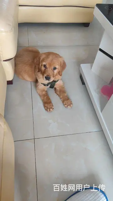 狗狗 - 图片