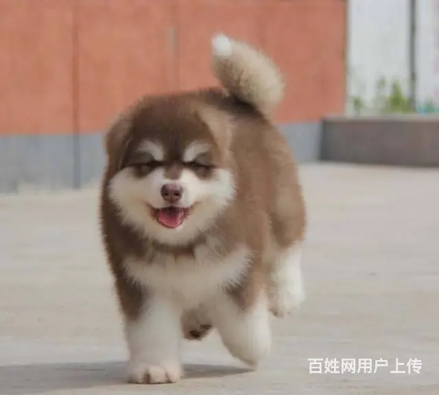 出售阿拉斯加犬 出售红色灰色黑色阿拉斯加 - 图片 1