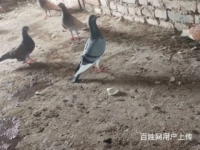 出售成绩鸽子代，后面是父母照片 - 图片 1