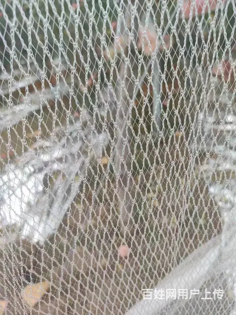 秦皇岛防雹网葡萄苹果厂家直销 - 图片 1