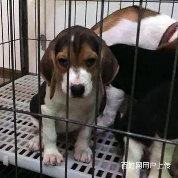 六安卖比格犬的犬舍，犬舍比格犬一般价位 - 图片 6