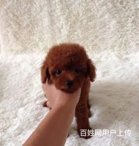茶杯|玩具|泰迪熊|灰色泰迪|京华犬舍 - 图片 4