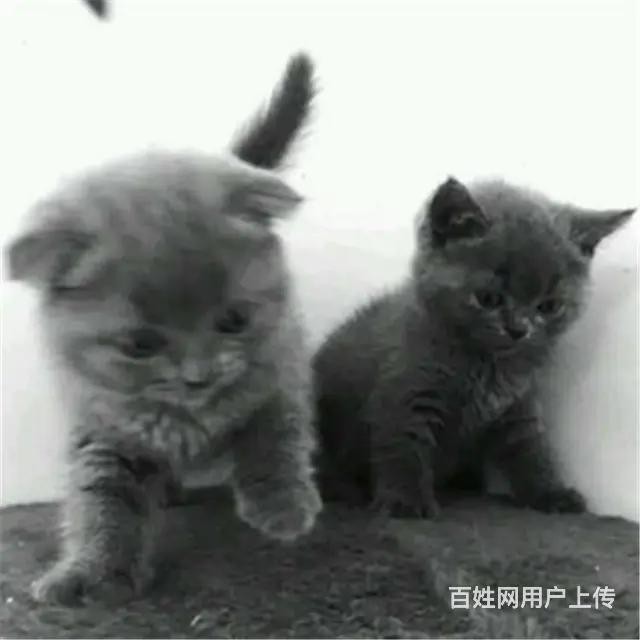 贵州黔南猫舍直销纯种蓝猫低价出售 - 图片 7