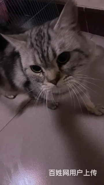 【搞定了！】出售美短虎斑公猫 - 图片 1