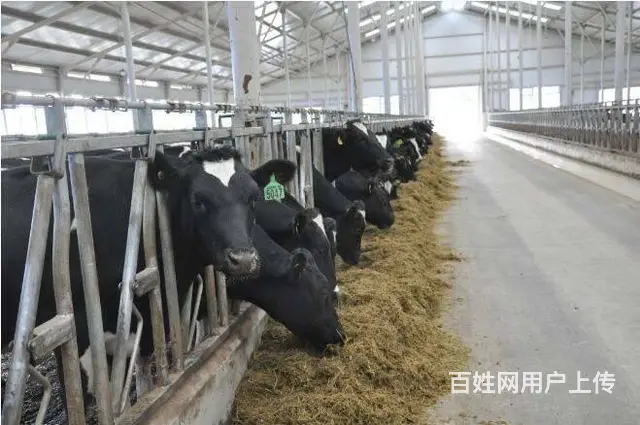 天水出国劳务爱尔兰招普工农场养殖建筑工年薪42+ - 图片 1