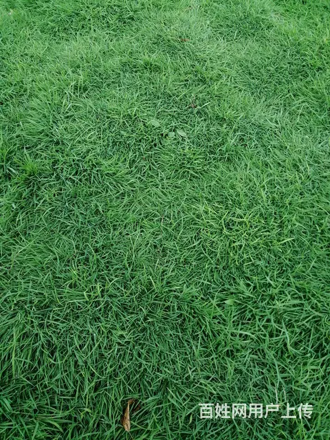 抚顺免修剪草坪花卉果树基地 - 图片 8